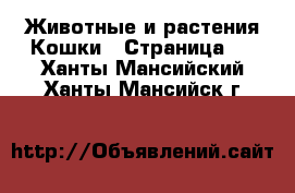 Животные и растения Кошки - Страница 5 . Ханты-Мансийский,Ханты-Мансийск г.